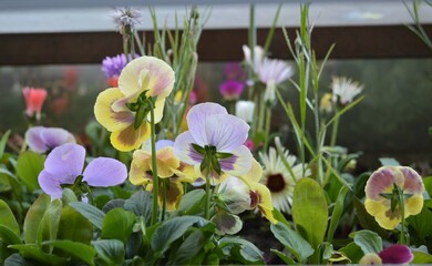 Pansies blooming in planter - 509835454