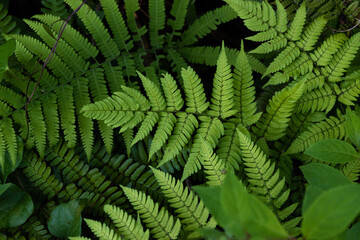Fototapeta na wymiar Ferns and other little plants in the shade 3