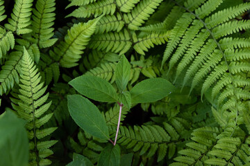 Ferns and a little green plant in the shade, close-up