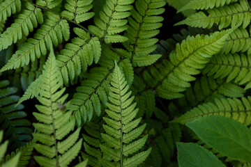 Overgrown fern leaves in the shade, close-up