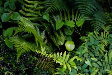 Green plants growing in the shade of the forest 3