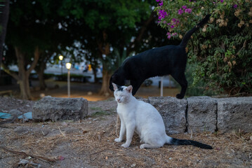 Naklejka na ściany i meble Cats love, cat on the street, black cat and white cat, cats in love, romantic cat, date of cats, two animals, animals date, cute couple of cats, animal care, street, homeless cats, couple of animals