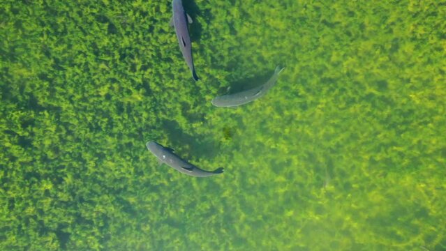 Aerial view following fish in lake Artavan, in sunny Armenia - top down, drone shot