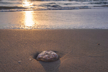 Close-up of a jellyfish on the beach of Egmond aan Zee/Netherlands at sunset over the Dutch North Sea