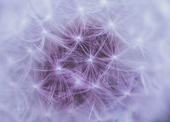 Close up of dandelion flower fluffy blowballs in pink color. 