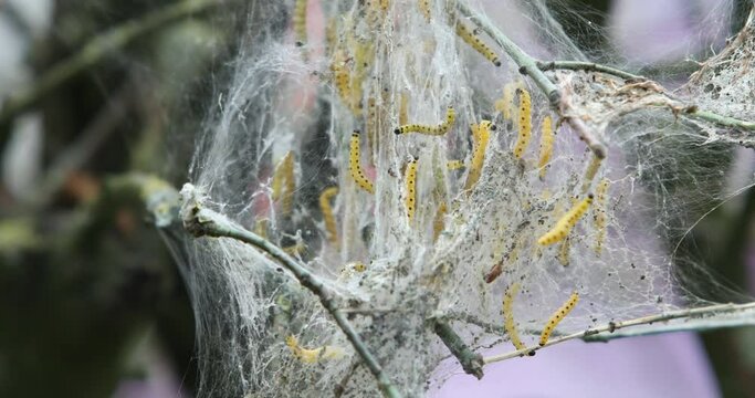 Ein Schwarm Raupen hat einen kleinen Baum kahl gefressen und vollst&auml;ndig eingesponnen