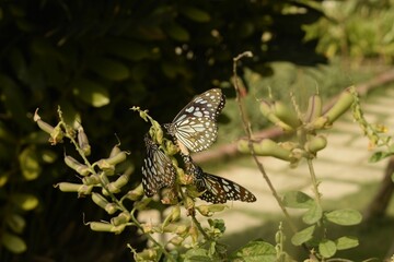 butterfly on a tree