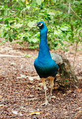 Fototapeta premium Peacock with beautiful multicolored feathers