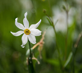 Daffodils in spring above my home town