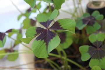 Glücksklee (Oxalis tetraphylla). Nahaufnahme