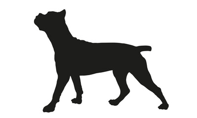 Standing cane corso italiano puppy. Italian corso dog or italian mastiff. Black dog silhouette. Pet animals. Isolated on a white background.