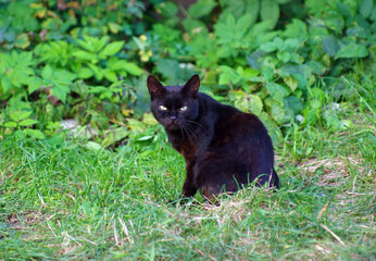 Naklejka na ściany i meble beautiful black cat sitting in green grass