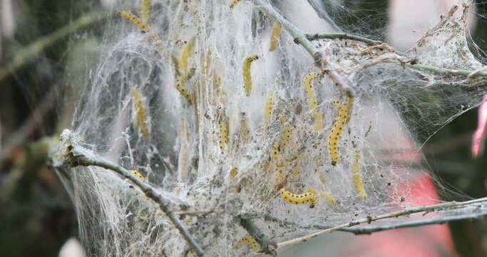 Ein Schwarm Raupen hat einen kleinen Baum befallen und vollst&auml;ndig eingesponnen