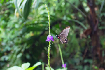 butterfly on flower