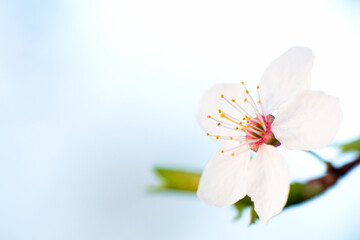 White flowers of cherry blossoms on a branch on a light background