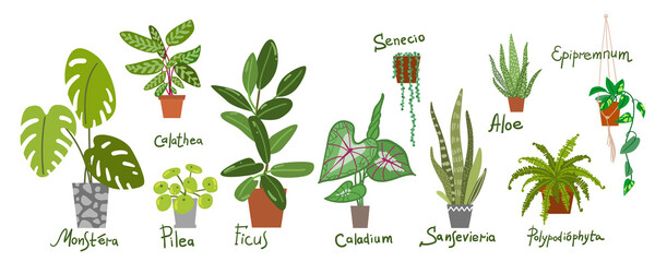 Houseplants vector illustrations. Urban jungls. Plants are friends.