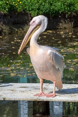 Pelikan im Straubinger Zoo