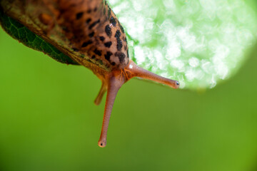 Snail without shell. Leopard slug Limax maximus, family Limacidae, crawls on green leaves. Spring, Ukraine, May