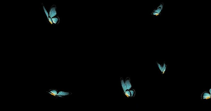 Animated blue butterflies on an alpha channel.