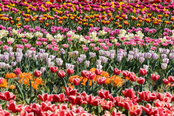 Fototapeta premium View on a field of cultivation of different varieties of blooming tulips in early spring. Collegno, Italy.