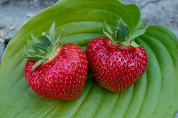 Bright ripe fresh strawberries on a green leaf