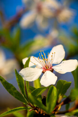 One white cherry blossom flower on a branch in spring
