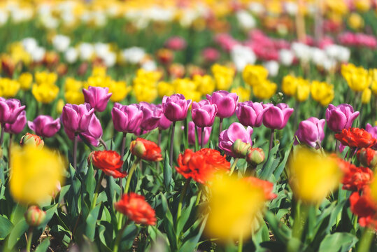 View on a field of cultivation of different varieties of blooming tulips in early spring. Collegno, Italy.