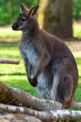 Känguru im Straubinger Zoo