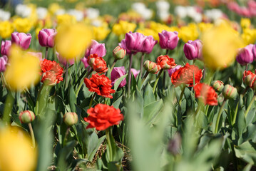 Obraz premium View on a field of cultivation of different varieties of blooming tulips in early spring. Collegno, Italy.