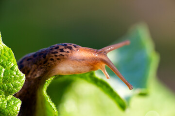 Snail without shell. Leopard slug Limax maximus, family Limacidae, crawls on green leaves. Spring, Ukraine, May