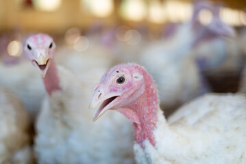 Close-up of a group of turkeys in a poultry farm. Captive animal breeding concept.