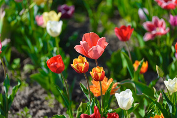 View on a field of cultivation of different varieties of blooming tulips in early spring. Collegno, Italy.