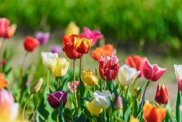Obraz premium View on a field of cultivation of different varieties of blooming tulips in early spring. Collegno, Italy.