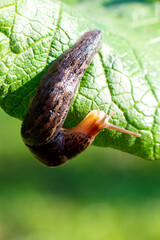 Snail without shell. Leopard slug Limax maximus, family Limacidae, crawls on green leaves. Spring, Ukraine, May