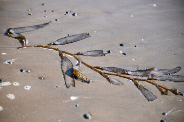 Brown seaweed and pebbles at the beach