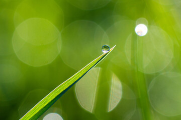Close-up of morning dew or raindrops on green grass, background with bokeh and blur.