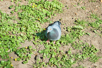 The pigeon walks through the park in search of food.