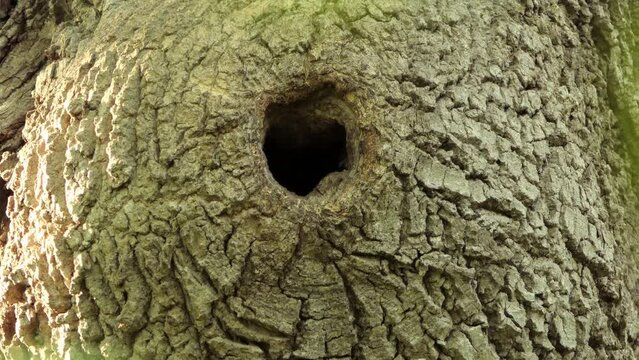 White breasted nuthatch carrying worm into hollow hole of mossy green woodland tree trunk