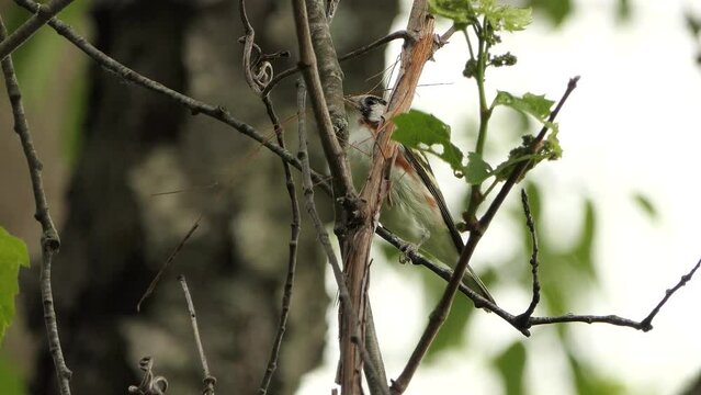 Chestnut sided warbler bird perched on branch with thin twig in beak at daytime