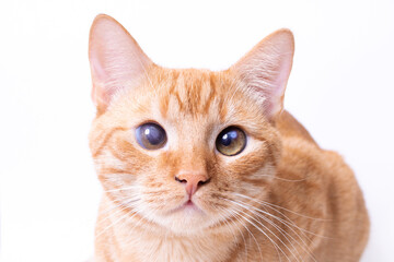 Red kitten on gray background portrait closeup