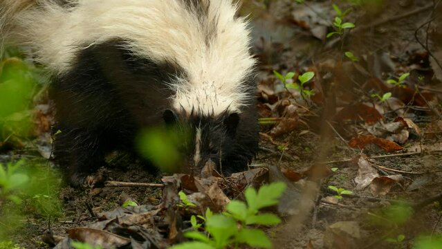 Striped Skunk digging in the ground. Adult Lone mammal Smelling in Summer Scent Nose Sniffing. beautiful smelly creature