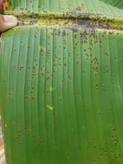 Banana freckle disease damage on banana fruits in Viet Nam.