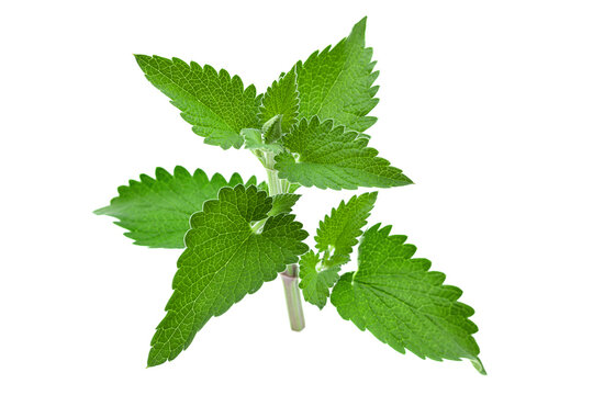 Nepeta herb leaf closeup