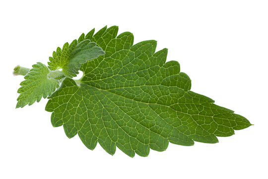 Nepeta herb leaf closeup