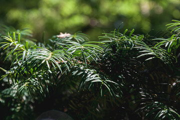 Branches of a yew plant on a dark background. Photo of nature.