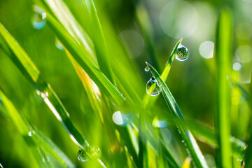 Close-up of green blades of grass with drops of dew or rain, on a green blurred background