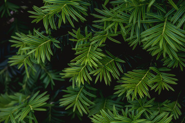 Fototapeta na wymiar Branches of a yew plant on a dark background. Photo of nature.