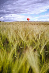 #Mohn, #einsam #Blume #Mohnblume #Pflanze #Feld #Getreide #bewölkt #Wolken #Weizen #Hafer #Gerste...