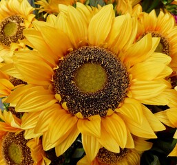 coloured pics of a large variety of flowers