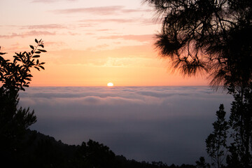 Amanecer entre pinos y un mar de nubes. 